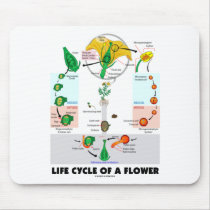 Life Cyle Of A Flower (Angiosperm)