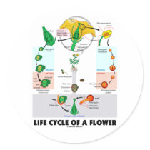 Life Cyle Of A Flower (Angiosperm)