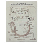 Life History Of The Malaria Parasite Plasmodiume V flyers