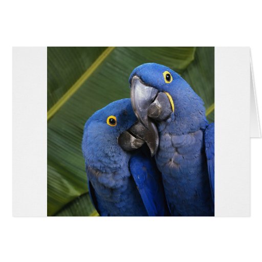 Life is what you make it! Tropical birds Greeting Cards