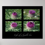 Life of a bumble-bee posters
