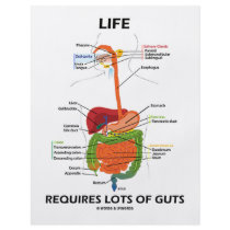 Life Requires Lots Of Guts (Digestive System)