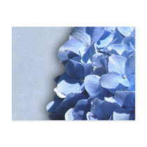 LIght and dark blue hydrangeas Post Cards