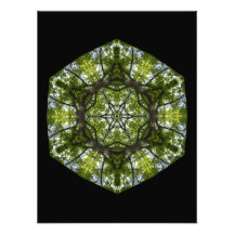 Light  And Pattern In The Leaves Photographic Print