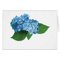 Light Blue Hydrangea