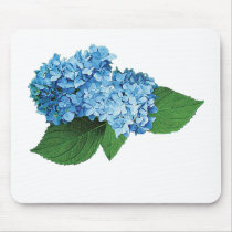 Light Blue Hydrangea