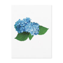 Light Blue Hydrangea