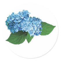 Light Blue Hydrangea