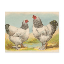 Light Brahmas Post Cards