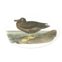 Light-mantled Sooty Albatross, John Audubon