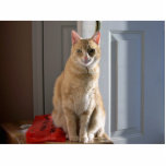 Light orange tabby photo sculptures