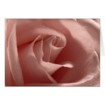 Light-Pink-Rose Card