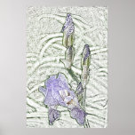 Light purple bearded iris flower canvas print