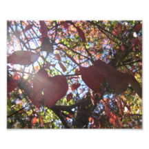 Light Shines Art Photo