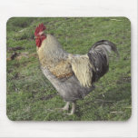light sussex crossbred rooster mousepads