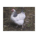Light Sussex Hen postcards