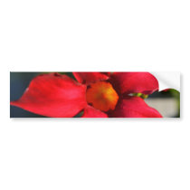 Light Within (Mandevilla) Bumper Stickers