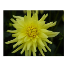 Light Yellow Flower Postcard