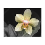 Light Yellow Orchid