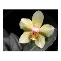 Light Yellow Orchid Postcards