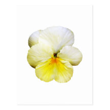 Light Yellow Pansy Postcard