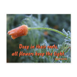 Lightly Frosted California Poppy postcards