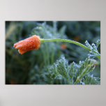 Lightly Frosted California Poppy posters