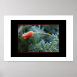 Lightly Frosted California Poppy posters