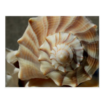 Lightning Whelk Shell Photography Postcard