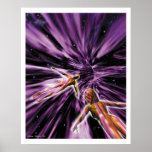 Lightspeed posters