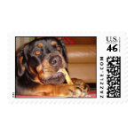 Like A Dog With A Bone Stamps
