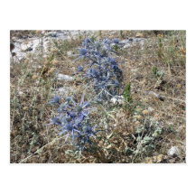 lila Distel Postkarte