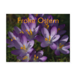 Lila Krokusse • Oster-Postkarte postcards