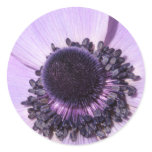 Lilac Anemone