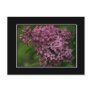 Lilac Blossom Postcard! (with border)