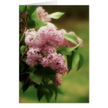 lilac bouquet greeting cards