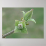 Lilac Bud Posters