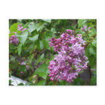 Lilac Bush postcards