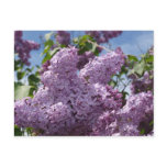 Lilac cluster postcards