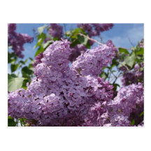 Lilac cluster postcard