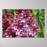 Lilac Festival posters