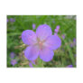 lilac Flower postcard