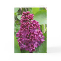 Lilac Greeting Card
