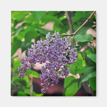 Lilac Magnets