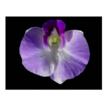 Lilac Orchid  Postcard