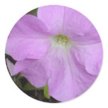 Lilac Petunia Flower Sticker