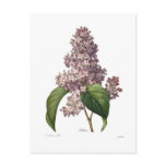 Lilac postcards