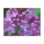 Lilac postcards