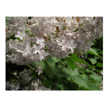 Lilac Postcard