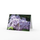 Lilacs in Full Bloom